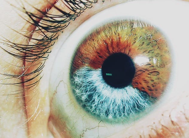 Liberalfascismens bruna skjorta