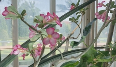 Utdrag ur “kanske är vi arganträd”