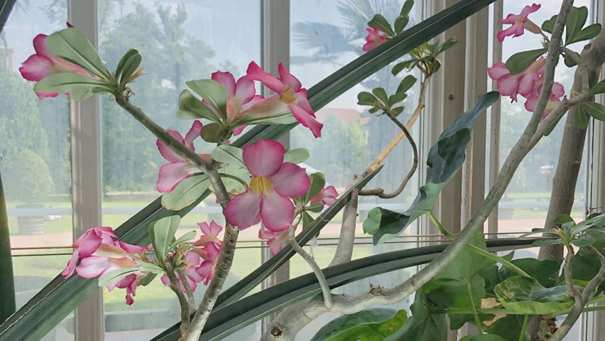 Utdrag ur “kanske är vi arganträd”